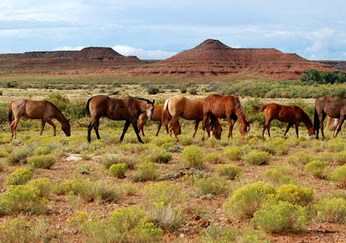 Endangered British Horse And Pony Breeds